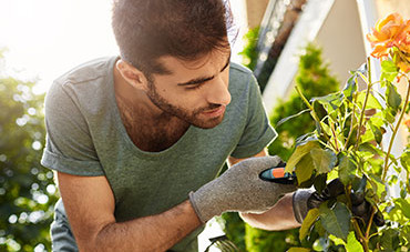 In our gardens  plants for the shade garden