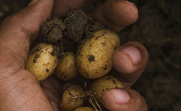 In our gardens  plants for the shade garden